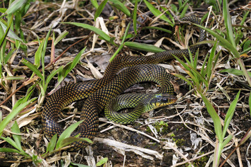 Naklejka premium Perlnatter (Drymobius margaritiferus) - Speckled Racer / Honduras