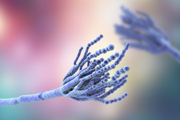 Fungi Penicillium which cause food spoilage and are used for production of the first antibiotic penicillin. 3D illustration showing spores conidia and conidiophore - obrazy, fototapety, plakaty