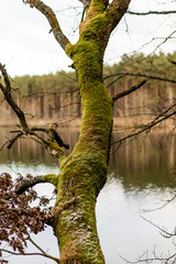 Moss on tree trunks. Forest and trees covered with moss.