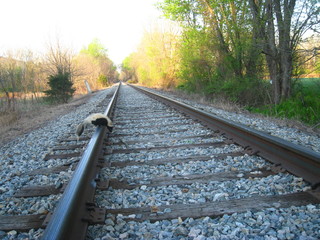 Skunk Returning Home Daybreak
