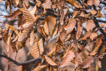 The hornbeam leaves the whole area as a background or a pattern