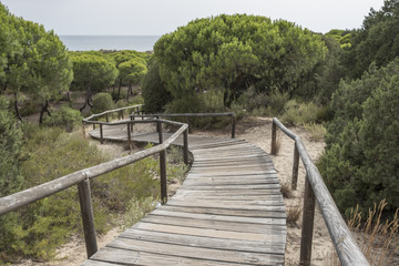 Fototapeta na wymiar Huelva, Andalusia, Spain. Wooden walkway that crosses the natural park of Los Enebrales, near the park of Doñana.