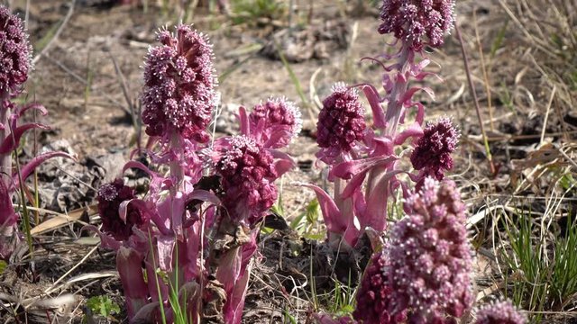 Common Butterbur Petasites hybridus, herbaceous perennial plant Asteraceae family, spring primrose
