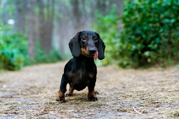 portrait of a dog (puppy) breed dachshund black tan,  in the green forest