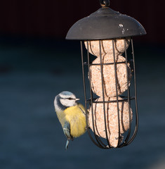 Blue tit