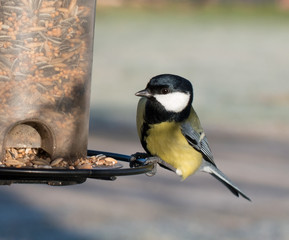 Great tit