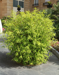 Bosquet de bambou sur une terrasse