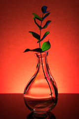  Eucoliptus in a glass bottle