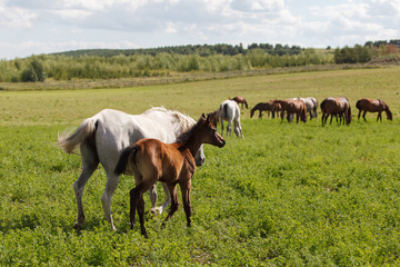 Fototapeta premium Horses on a green field / Mare and Her Foal