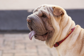 Perro Shar Pei