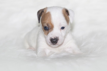 Cachorro de perro Jack Russell Terrier