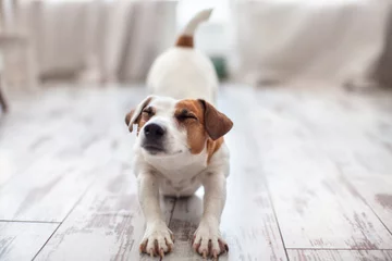 Fototapete Hund Süßer Hund dehnt sich aus
