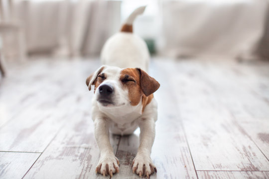 Fototapeta Cute dog stretches