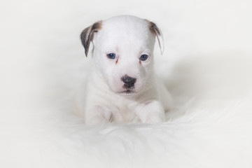 Obraz premium Cachorro Jack Russell
