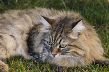 Naklejka na ściany i meble long haired cat lying on the grass green,siberian purebred