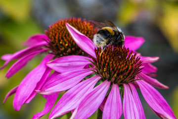 Bee on flower