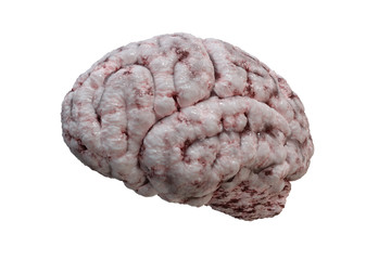 Side view on human brain isolated on white background. 3D render illustration.