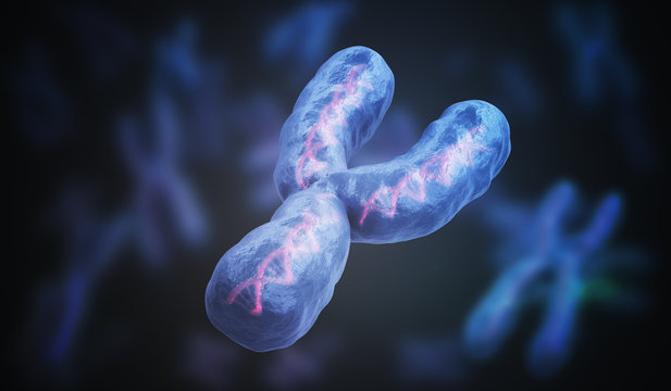 Male gender Y chromosome. Genetics concept. 3D rendered illustration.