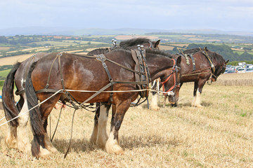 Fototapeta na wymiar Shire horses ploughing