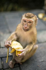 Fototapeta premium Monkey is eating banana. Thailand, Phuket, Monkey hill.