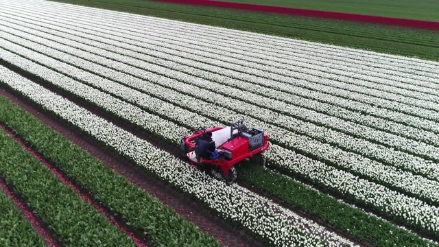 Aerial of specialised farm vehicle cutting white tulip flowers showing the small vehicle driving over de wide flower beds just leaving the flower foliage behindthis is done so the buld can be dug up