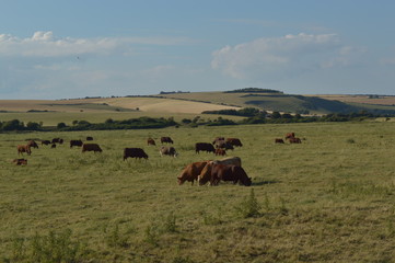 Fototapeta na wymiar English Countryside Cows