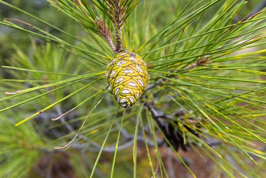 Aleppo-Kiefer - Pinus halepensis