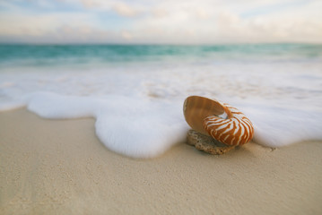 nautilus sea shell  with waves in  soft sunrise ight
