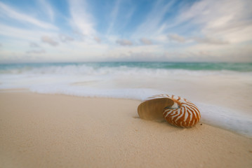 nautilus sea shell  with waves in  soft sunrise ight