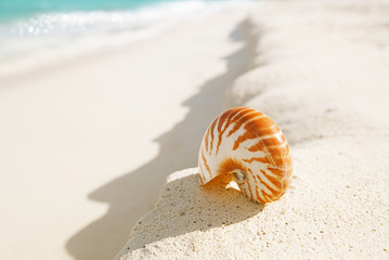sea shell simple and elegant