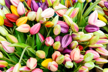 Fototapeta premium Tulpen