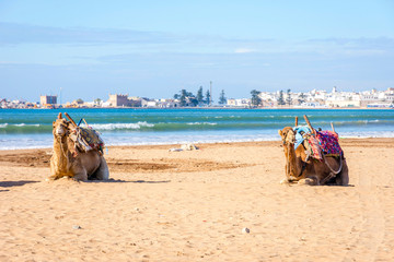 Camels on the beach in Essaouira