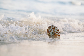 nautilus sea shell in sea wave