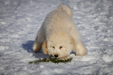 Obraz na płótnie Canvas An extremely cute puppy golden doodle playing with a fir branch in the snow. The golden ears and paws are really in contrast with the white snow. The puppies dog is getting trained to fetch