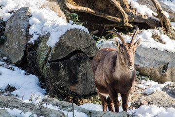 portrait of beautiful cute ibex in winter season