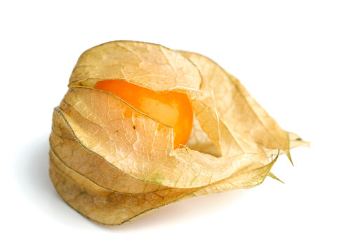 Physalis isolated on white
