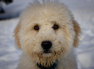 An extremely cute baby golden doodle looking curious into the camera on a sunny day. The golden ears are really in contrast with the white snow. The puppies dog is getting trained to sit