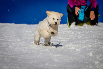 An extremely cute puppy golden doodle playing with snow balls. The golden ears and paws are really in contrast with the white snow. The puppy dog is getting trained to fetch