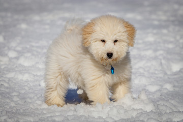 An extremely cute puppy golden doodle playing with snow balls. The golden ears and paws are really...