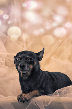 Czarny pies, mały pinczer w tiulach. 