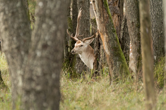 Waldtiere