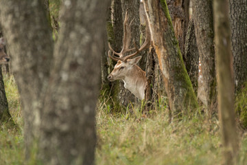 Damwild, Hirsch