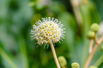 Plant of white yellow, round flower with many small flowers, stamens and pistils