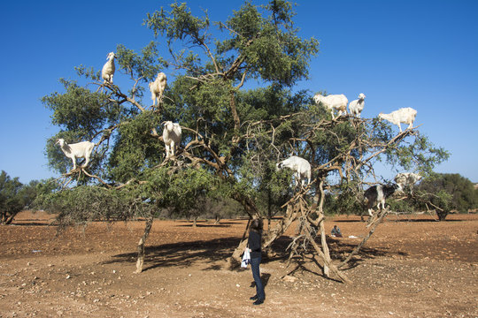 Ziegen in Arganbaum