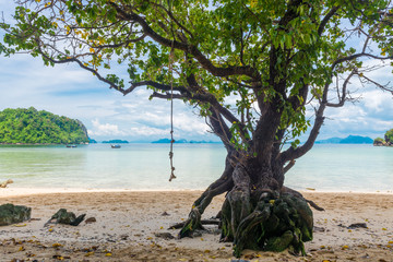 large branched tree on the shore in the tropics against the sea