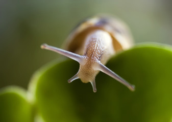 Snail looking for light