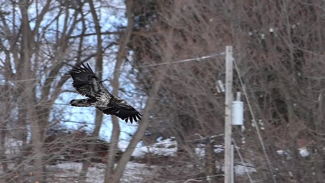 Young Bald Eagle swoops down to catch fish on a cold Winter day, slow motion. Shot at 120 frames per second.
