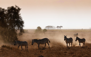 Dusty zebras in Amboseli National Park Kenia