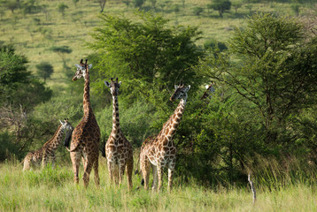 Herd of Giraffes in Serengeti national park tanzania
