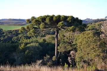 Brazil pine tree